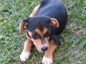 Cachorro raça SRD idade 2 a 6 meses nome Geleia 