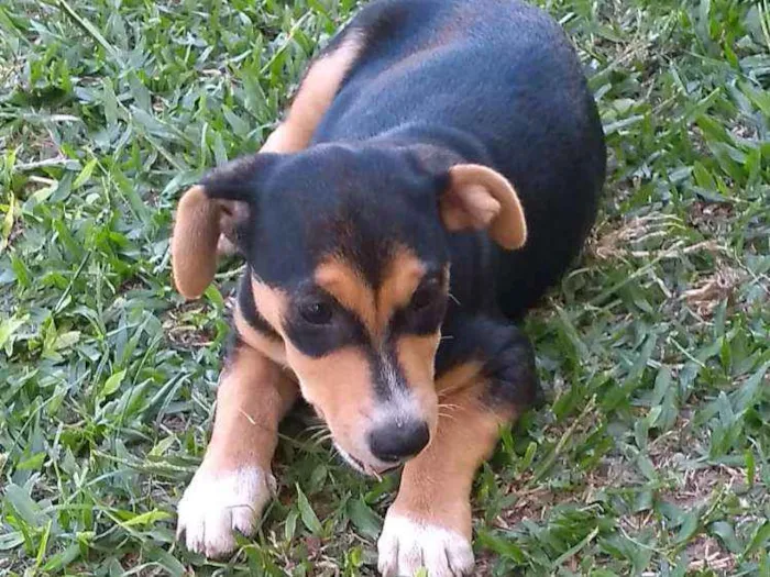 Cachorro ra a SRD idade 2 a 6 meses nome Geleia 