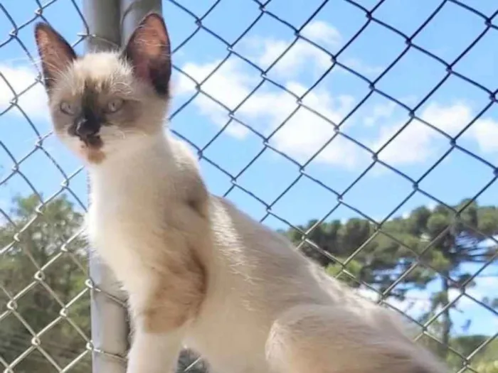 Gato ra a SRD idade 2 a 6 meses nome Lisa