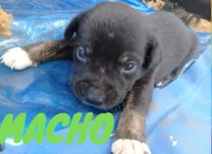 Cachorro raça Vira lata  idade 2 a 6 meses nome Nome indefinido 