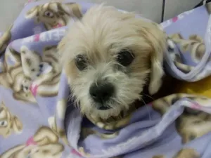 Cachorro raça Lheasa apso idade 3 anos nome Ozzy