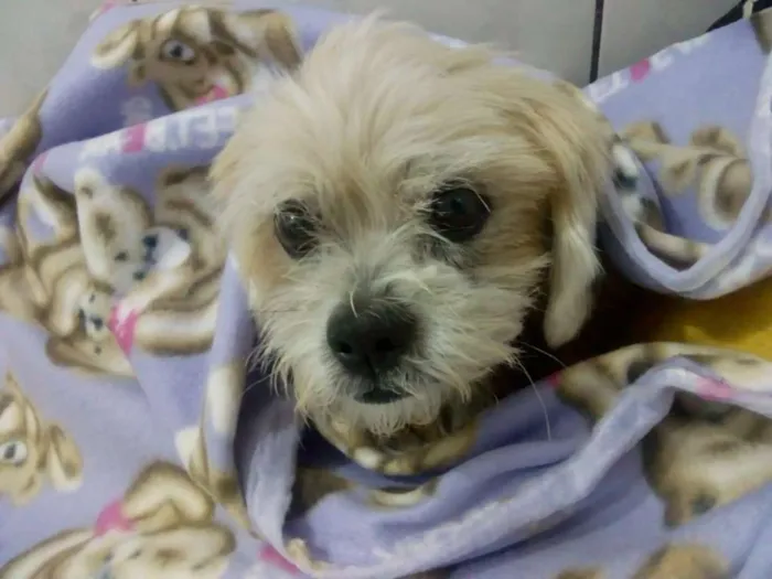 Cachorro ra a Lheasa apso idade 3 anos nome Ozzy