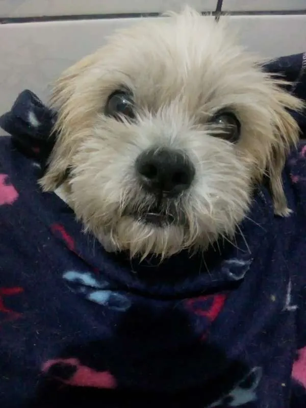 Cachorro ra a Lheasa apso idade 3 anos nome Ozzy
