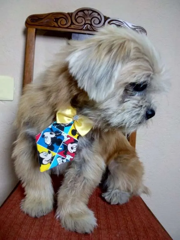 Cachorro ra a Lheasa apso idade 3 anos nome Ozzy