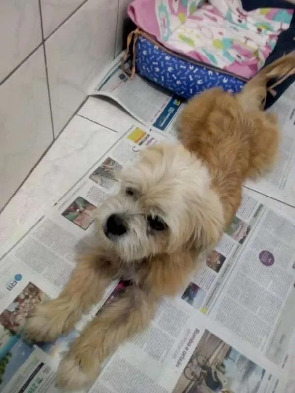 Cachorro ra a Lheasa apso idade 3 anos nome Ozzy