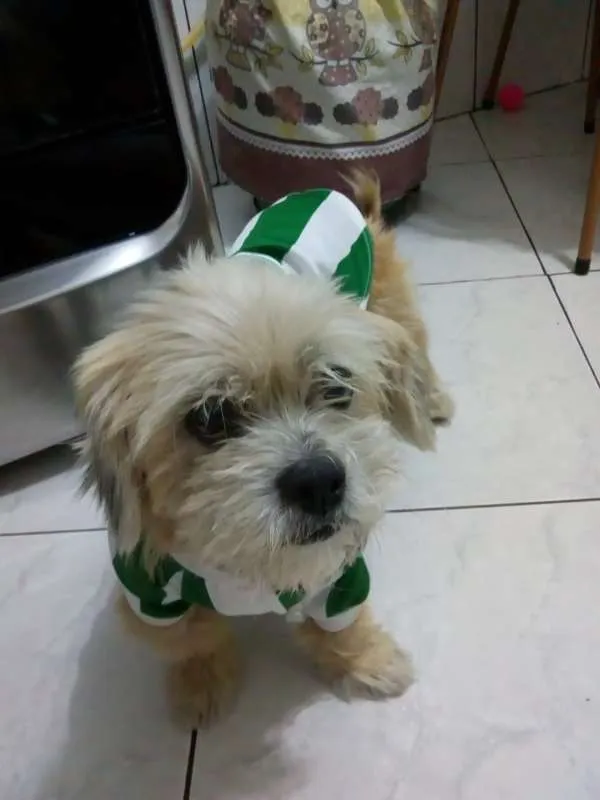 Cachorro ra a Lheasa apso idade 3 anos nome Ozzy