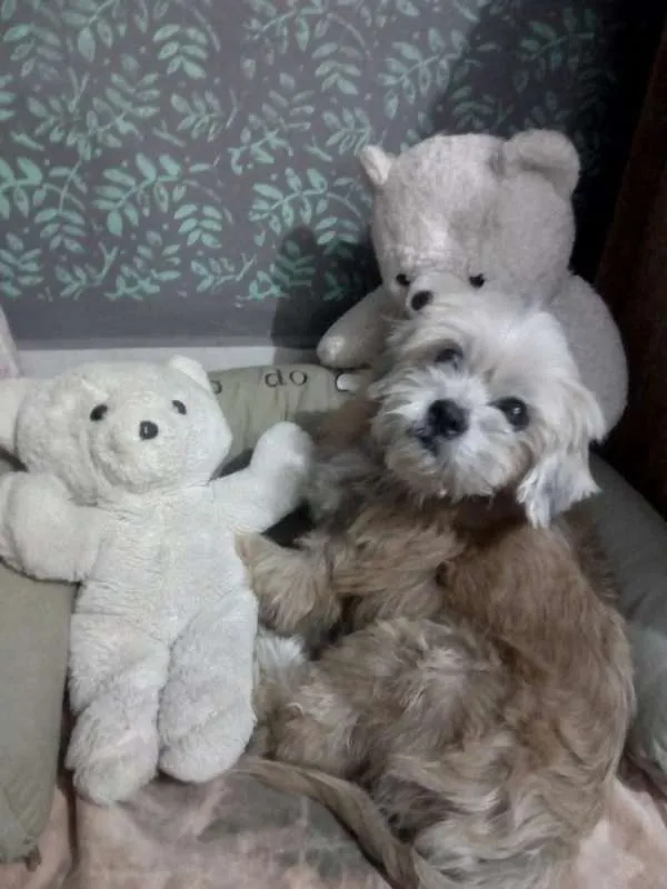 Cachorro ra a Lheasa apso idade 3 anos nome Ozzy