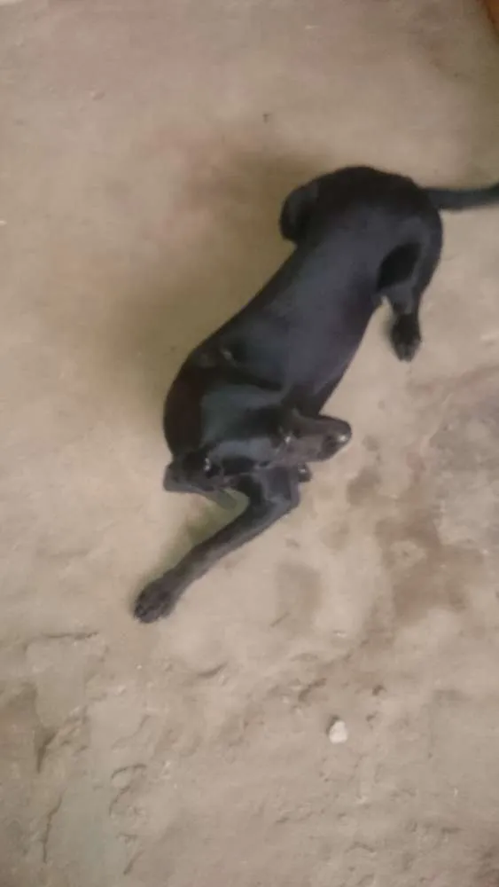 Cachorro ra a Mestiço idade 1 ano nome Negão 