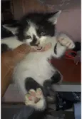 Pipoca 