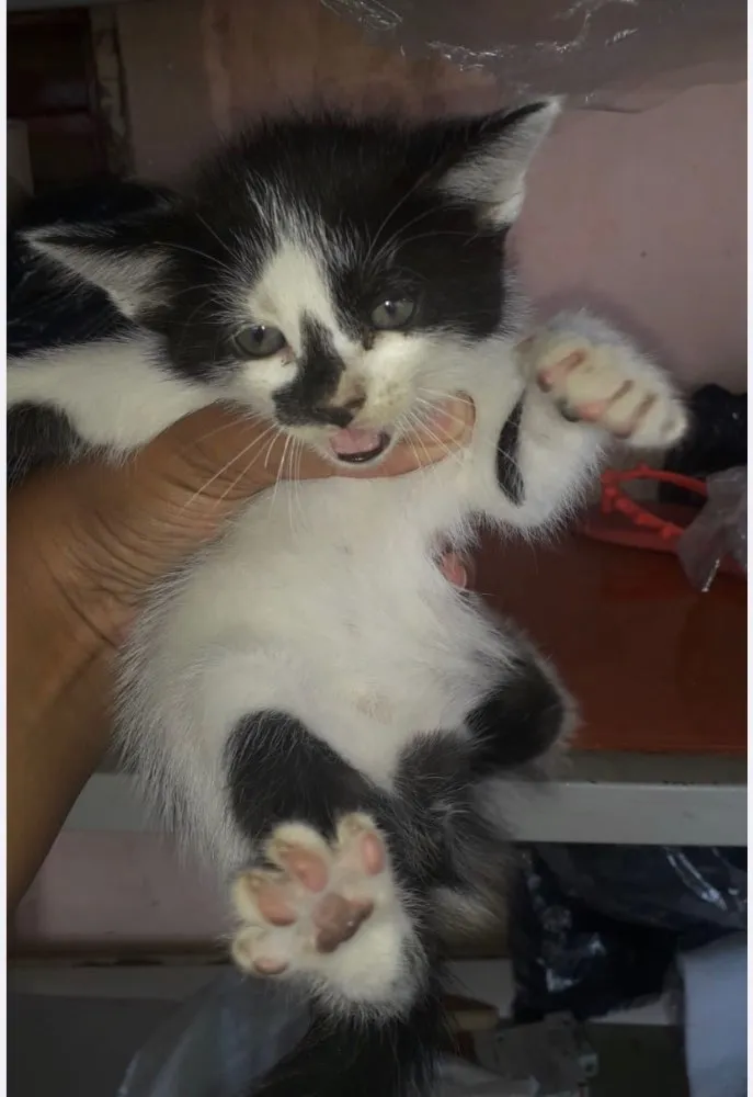 Gato ra a SRD idade 2 a 6 meses nome Pipoca 