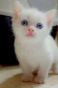 Didi 