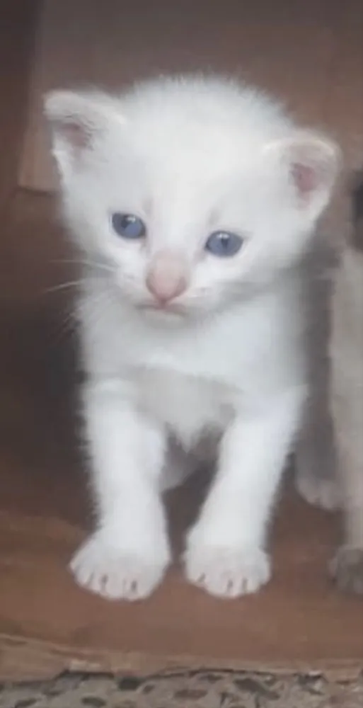 Gato ra a SRD idade 2 a 6 meses nome Guga 