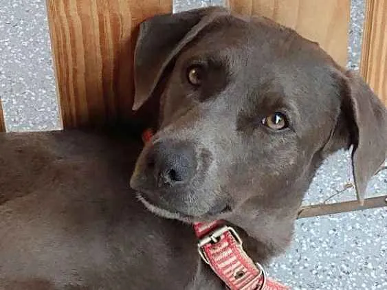 Cachorro ra a Srd idade 1 ano nome Mel