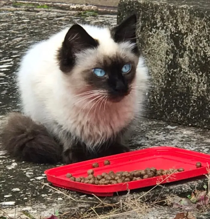 Gato ra a Mestiço  idade 2 a 6 meses nome Teo 