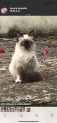 Juno 
