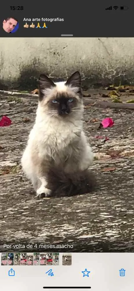 Gato ra a SRD idade 2 a 6 meses nome Juno 