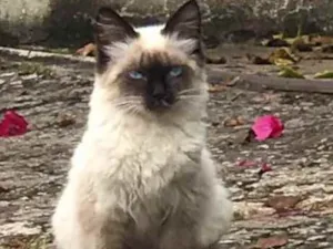 Gato raça SRD idade 2 a 6 meses nome Juno 