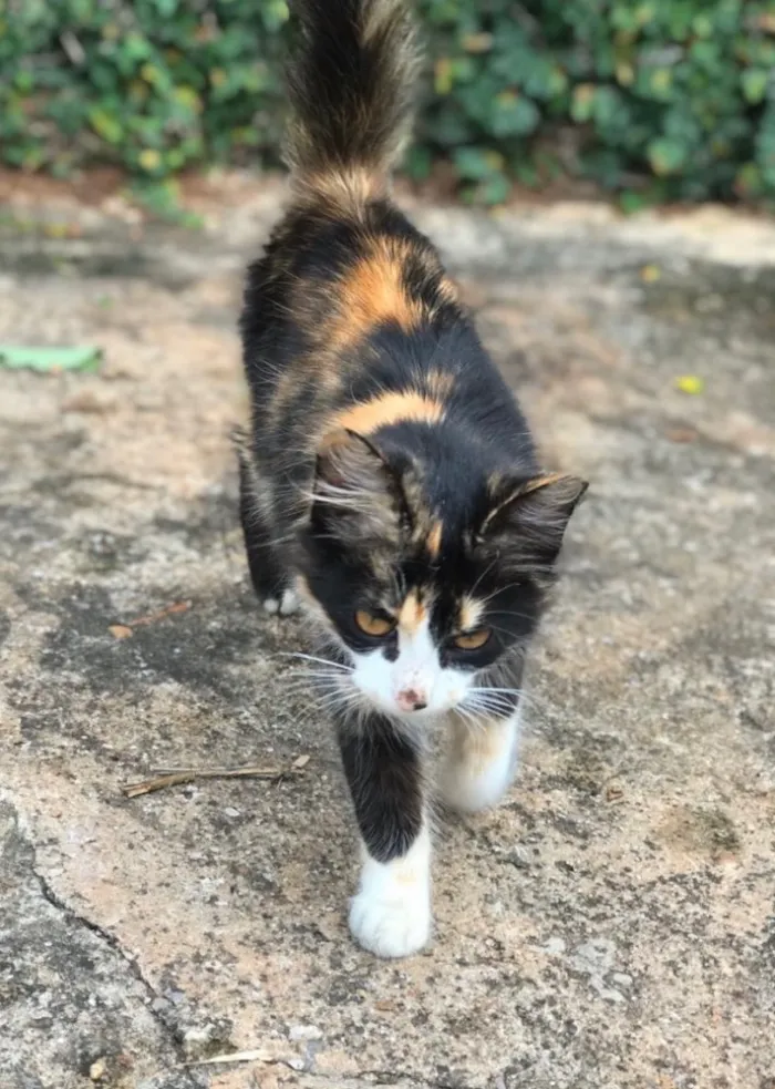 Gato ra a SRD idade 2 a 6 meses nome Eva 