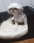 Pingo 