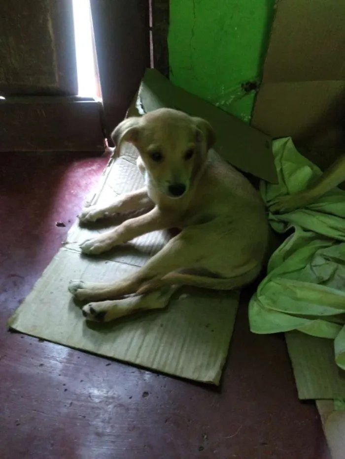Cachorro raça Mestiço idade  nome Sem nome
