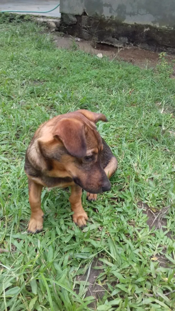 Cachorro raça SRD idade 2 a 6 meses nome Saray