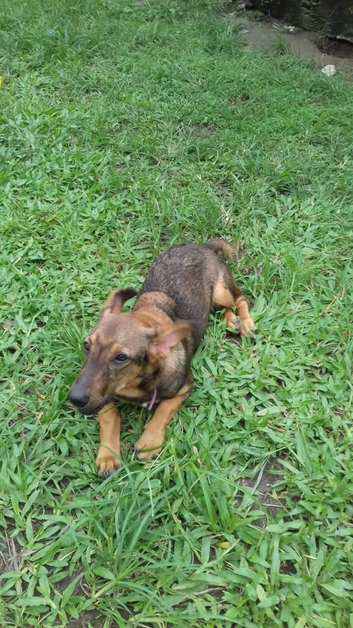 Cachorro raça SRD idade 2 a 6 meses nome Saray