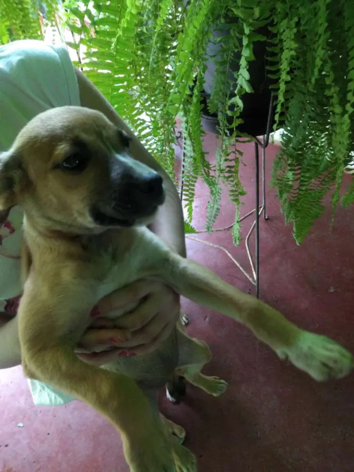 Cachorro raça Mestiço idade  nome Sem nome