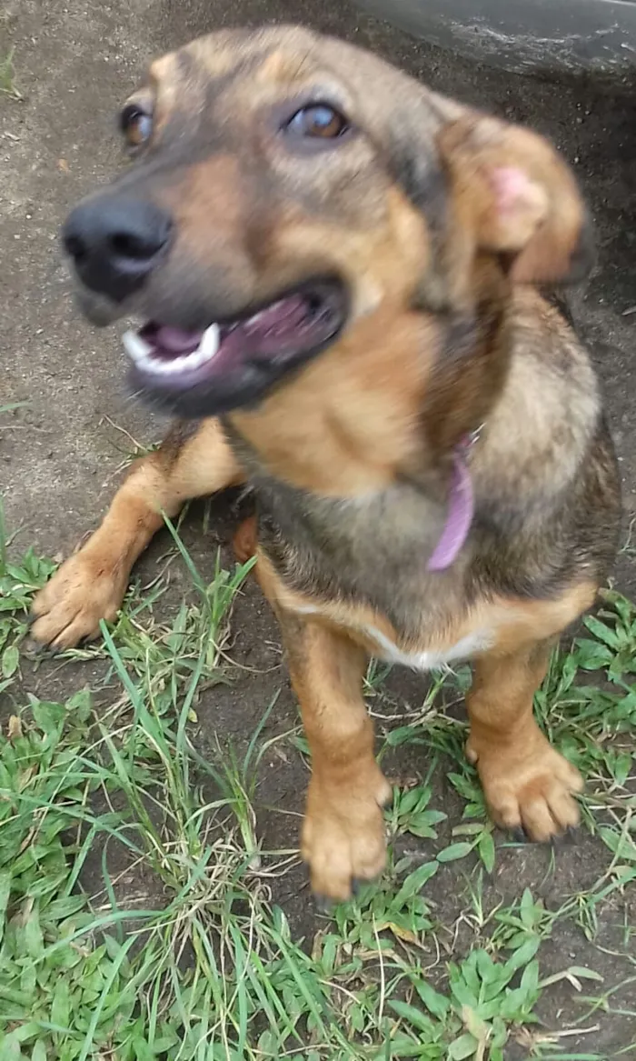 Cachorro raça SRD idade 2 a 6 meses nome Saray