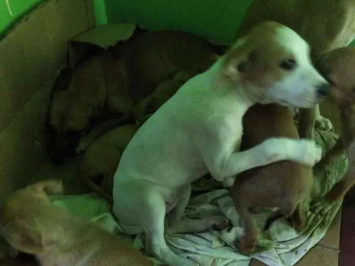 Cachorro raça Mestiço idade  nome Sem nome
