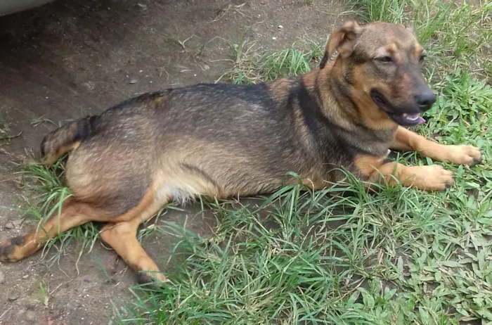 Cachorro raça SRD idade 2 a 6 meses nome Saray