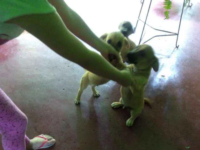 Cachorro raça Mestiço idade  nome Sem nome