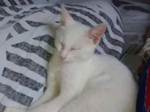 Gato raça SRD idade 2 a 6 meses nome Apolo