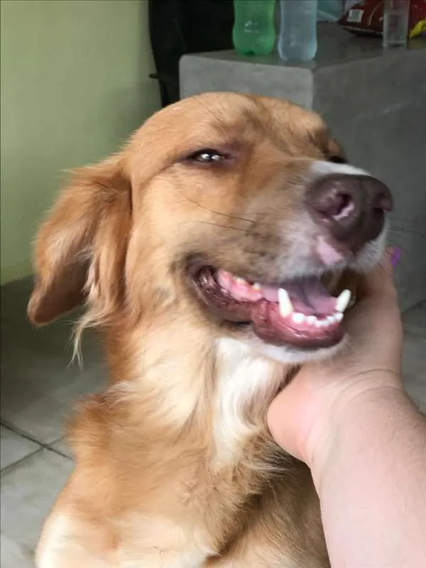 Cachorro ra a srd idade 1 ano nome Caramelo