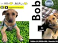 Bob