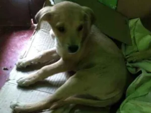 Cachorro raça Mestiço idade  nome Sem nome