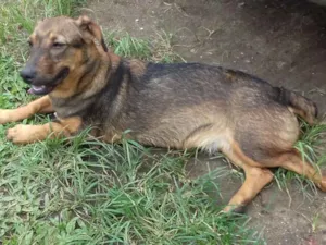 Cachorro raça SRD idade 2 a 6 meses nome Saray