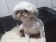 Pingo 