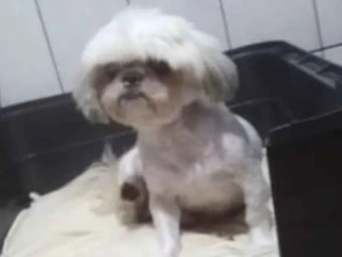 Cachorro ra a Mestiço  idade 1 ano nome Pingo 