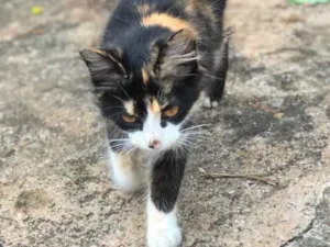 Gato raça SRD idade 2 a 6 meses nome Eva 