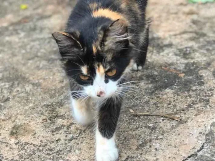 Gato ra a SRD idade 2 a 6 meses nome Eva 