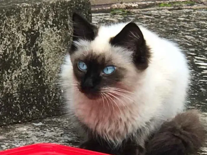 Gato ra a Mestiço  idade 2 a 6 meses nome Teo 