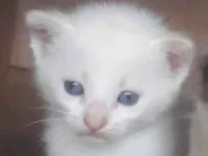 Gato raça SRD idade 2 a 6 meses nome Guga 