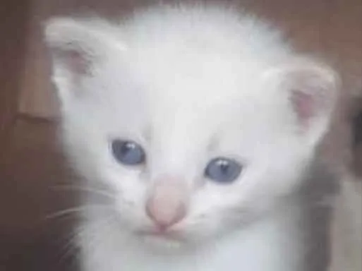 Gato ra a SRD idade 2 a 6 meses nome Guga 