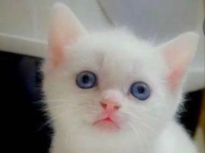 Gato ra a SRD idade 2 a 6 meses nome Didi 