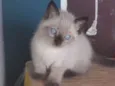 Chico 
