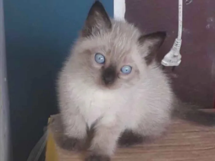 Gato ra a SRD idade 2 a 6 meses nome Chico 