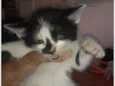 Pipoca 