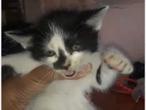 Gato raça SRD idade 2 a 6 meses nome Pipoca 