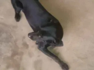 Cachorro raça Mestiço idade 1 ano nome Negão 