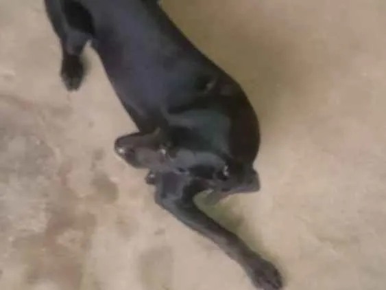 Cachorro ra a Mestiço idade 1 ano nome Negão 